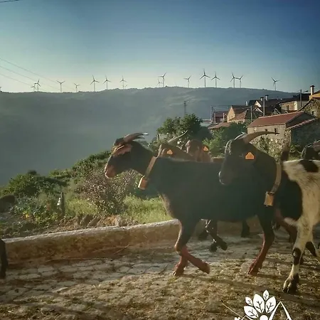 Casa Celeste Castro Daire